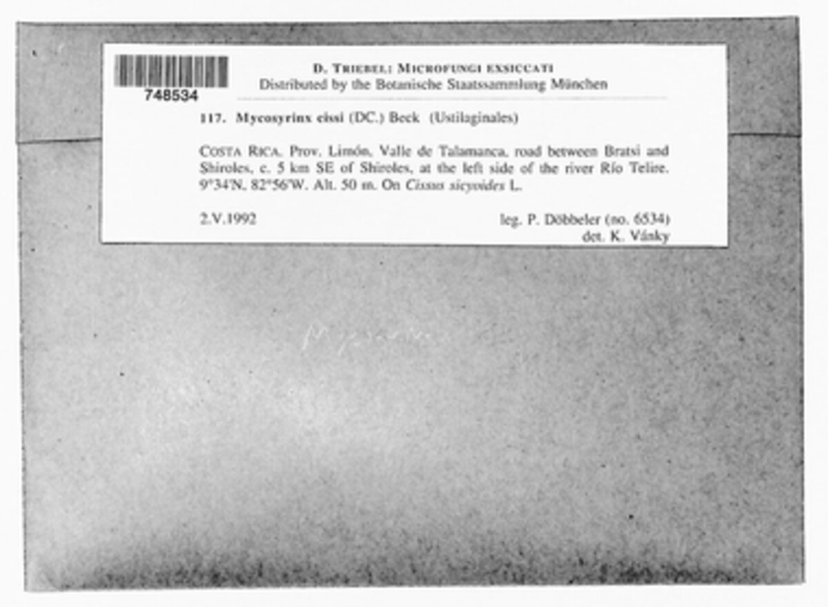 Mycosyrinx cissi image